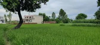 farm land punjab